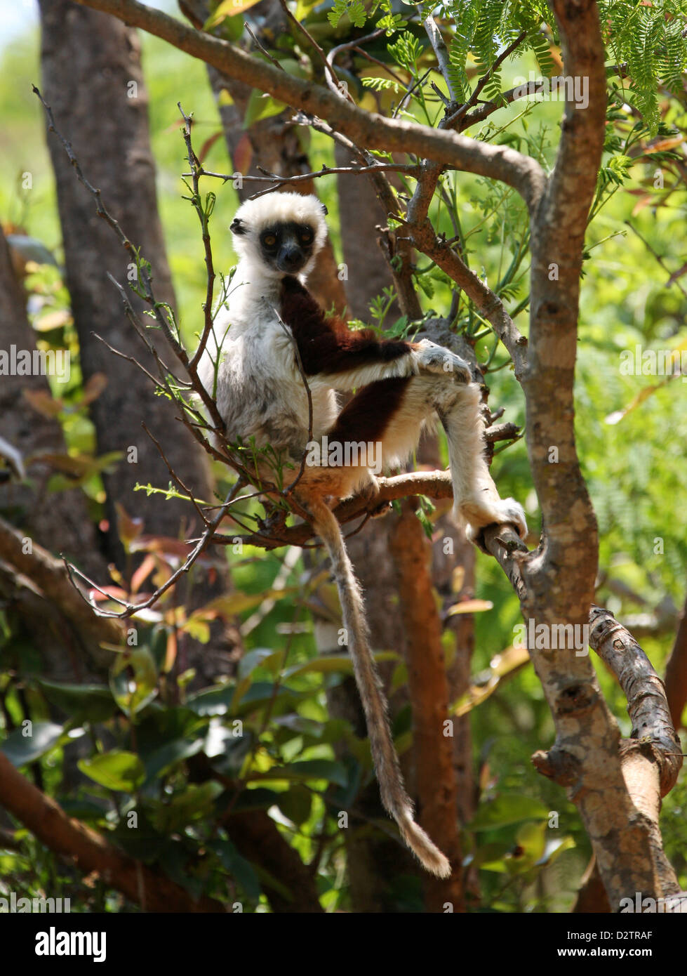 Indriidae hi-res stock photography and images - Alamy