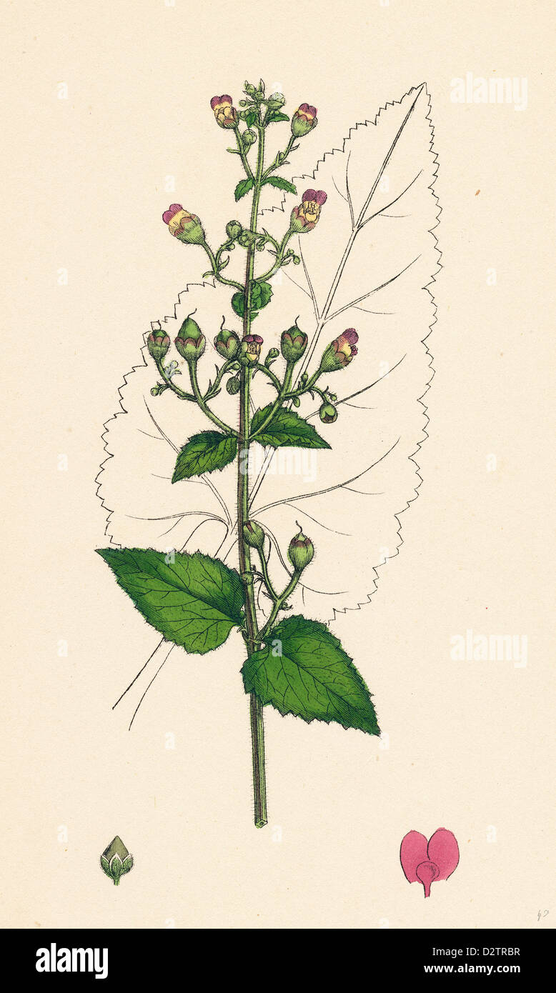 Scrophularia Scorodonia Balm-leaved Figwort Stock Photo - Alamy