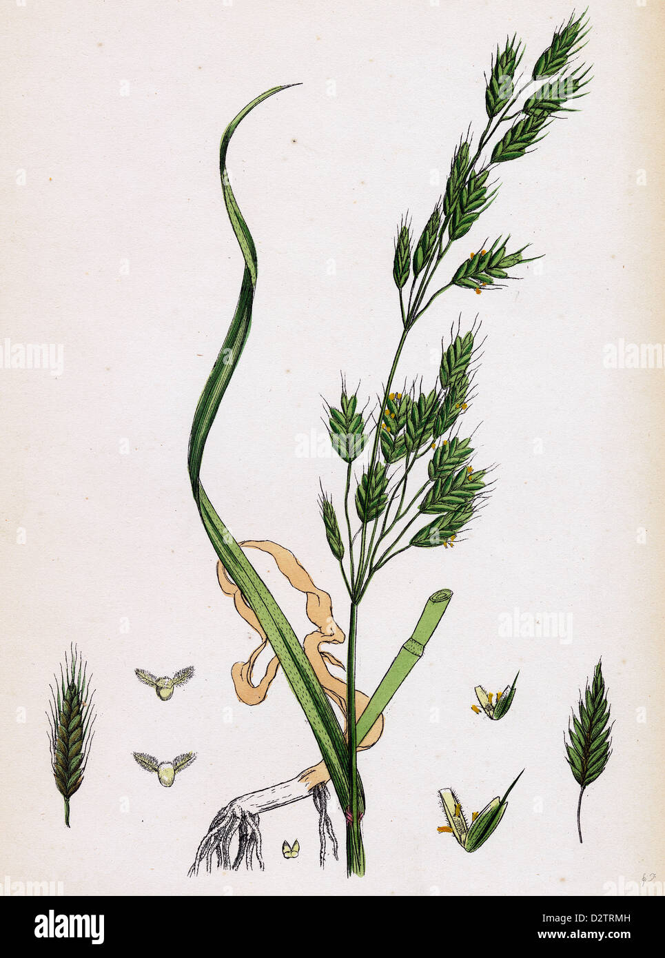 Bromus secalinus var. genuinus Rye Brome-grass var. a. Stock Photo