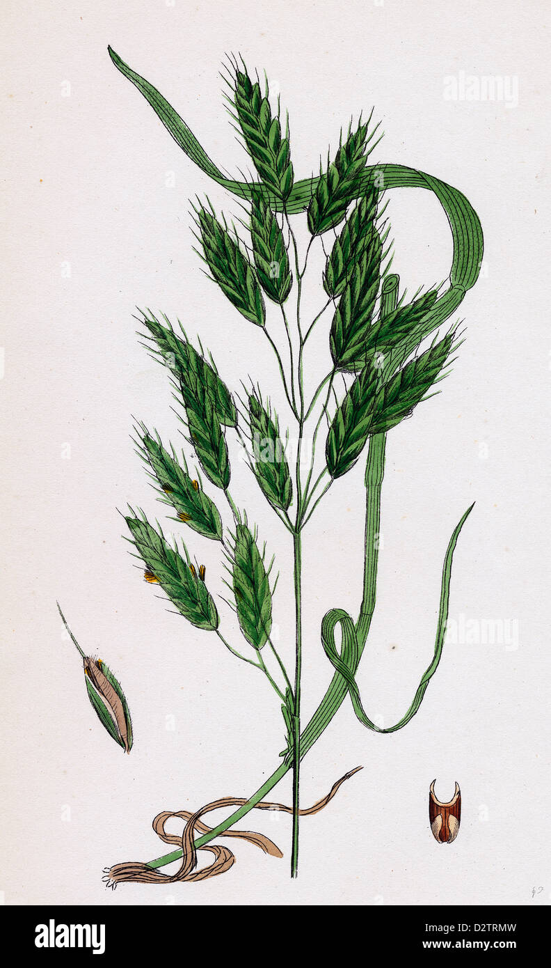 Bromus secalinus var. velutinus Rye Brome-grass var. B. Stock Photo