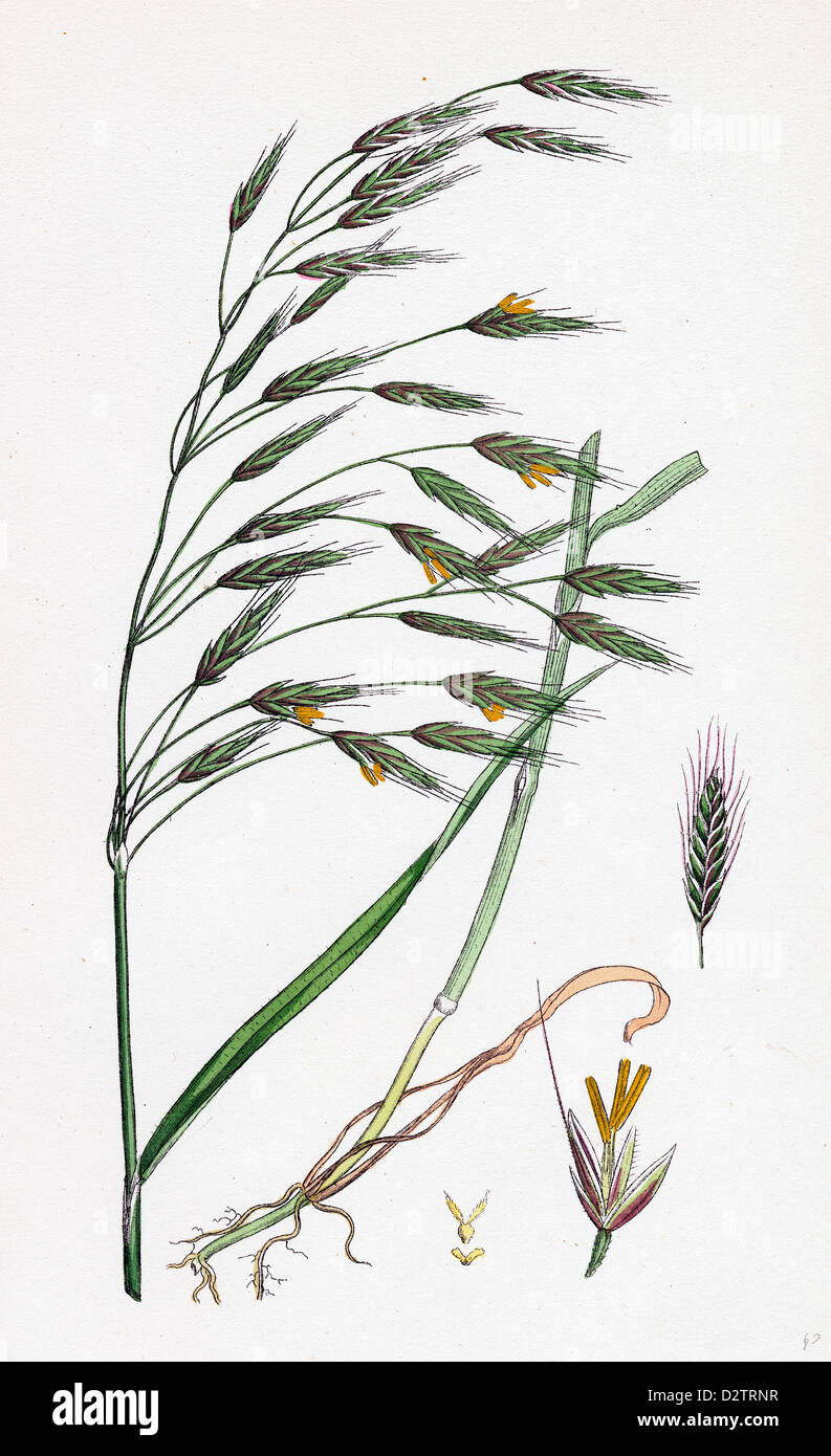 Bromus arvensis Field Brome-grass Stock Photo