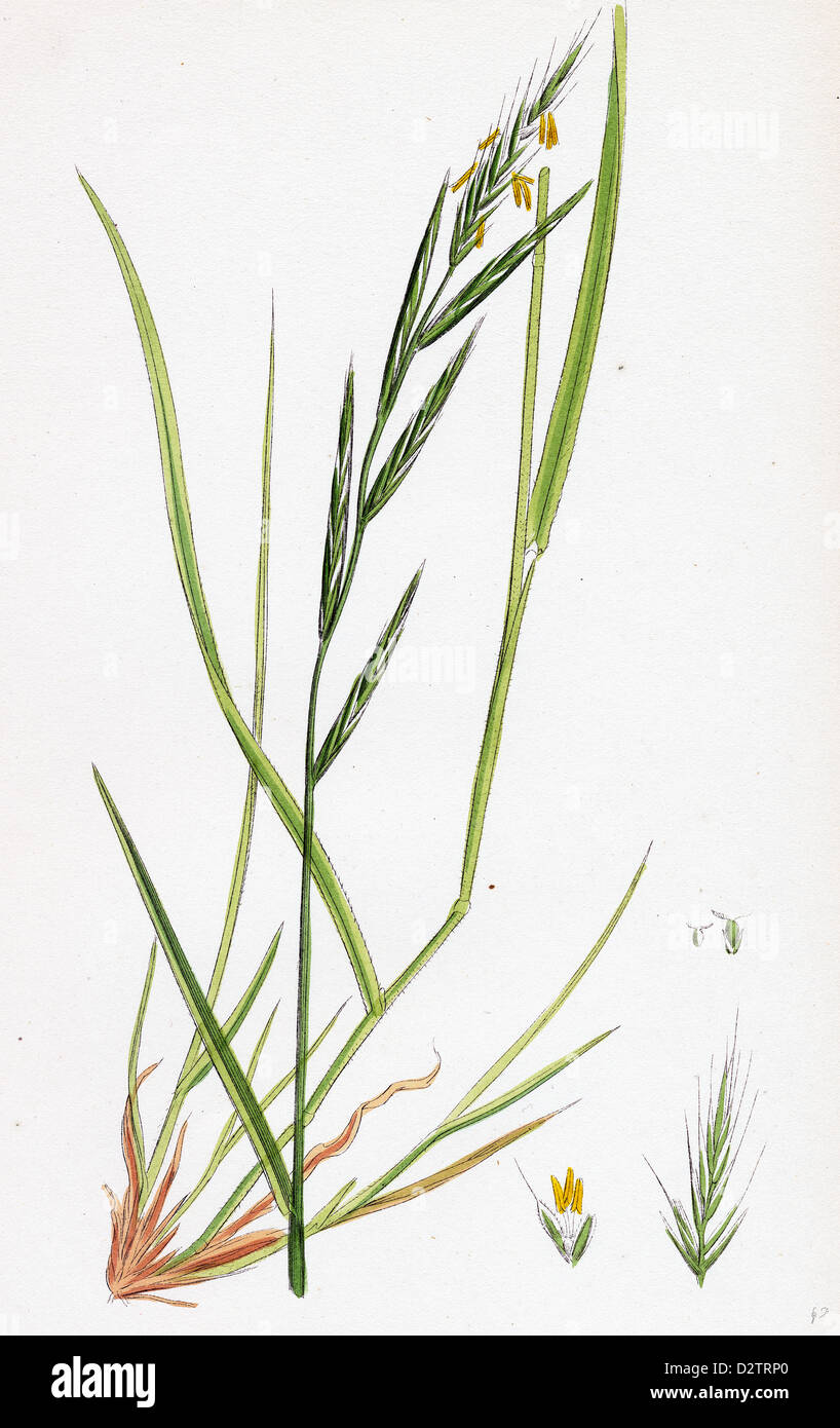 Brachypodium sylvaticum Wood False-Brome-grass Stock Photo