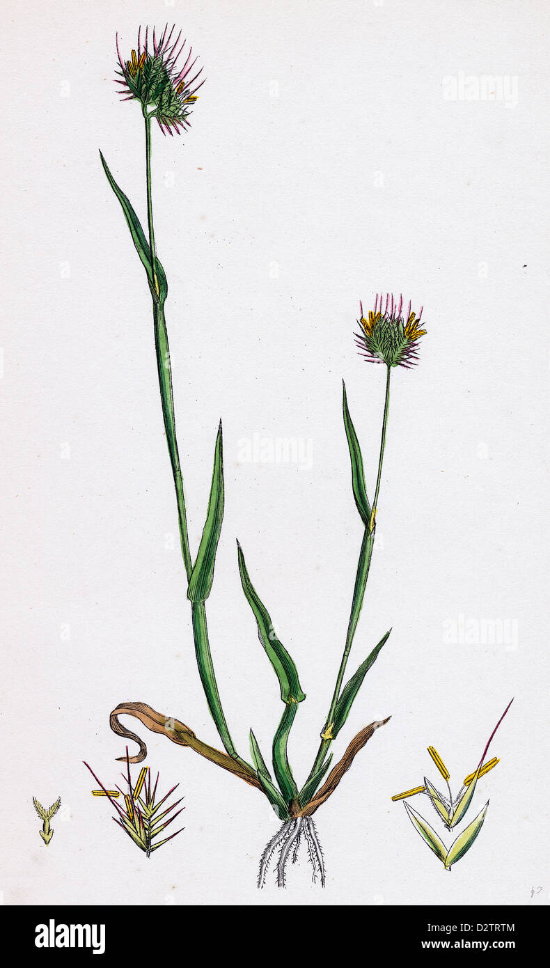 Cynosurus echinatus; Rough Dog's-tail-grass Stock Photo