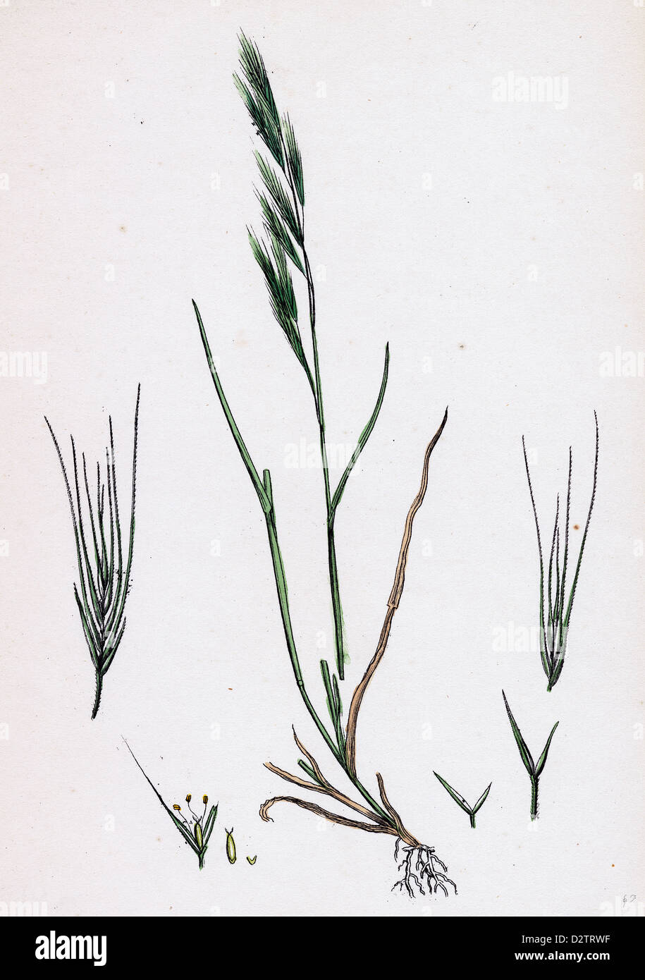 Festuca sciuroides; Barren Fescuegrass Stock Photo Alamy