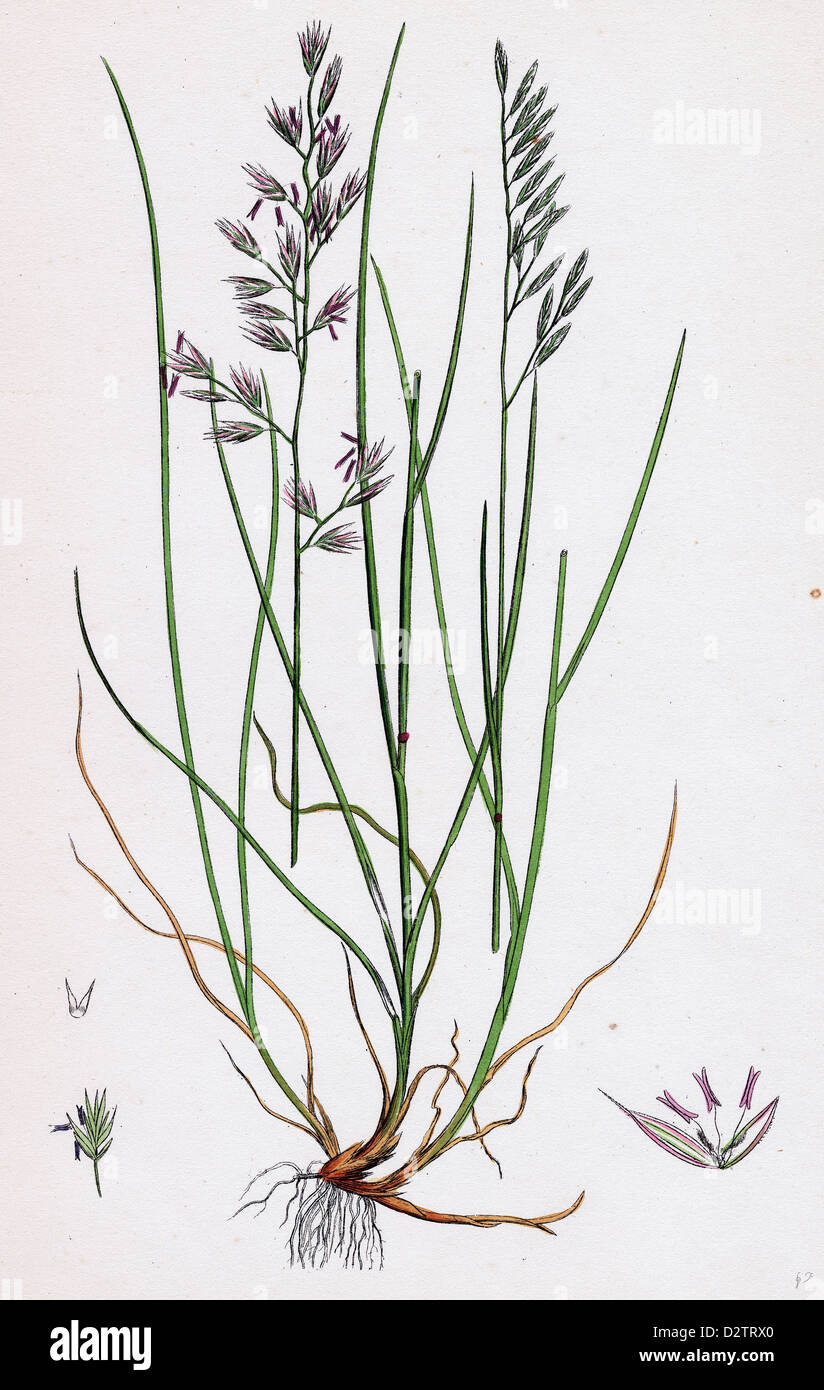 Festuca duriuscula Hard Fescuegrass Stock Photo Alamy