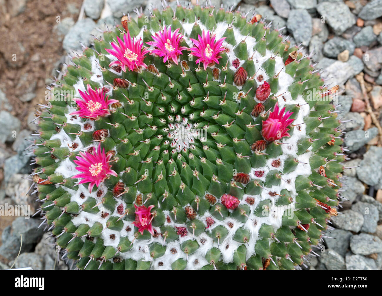 Mexican Pincushion Cactus, Mammillaria magnimamma, Cactaceae. Mexico