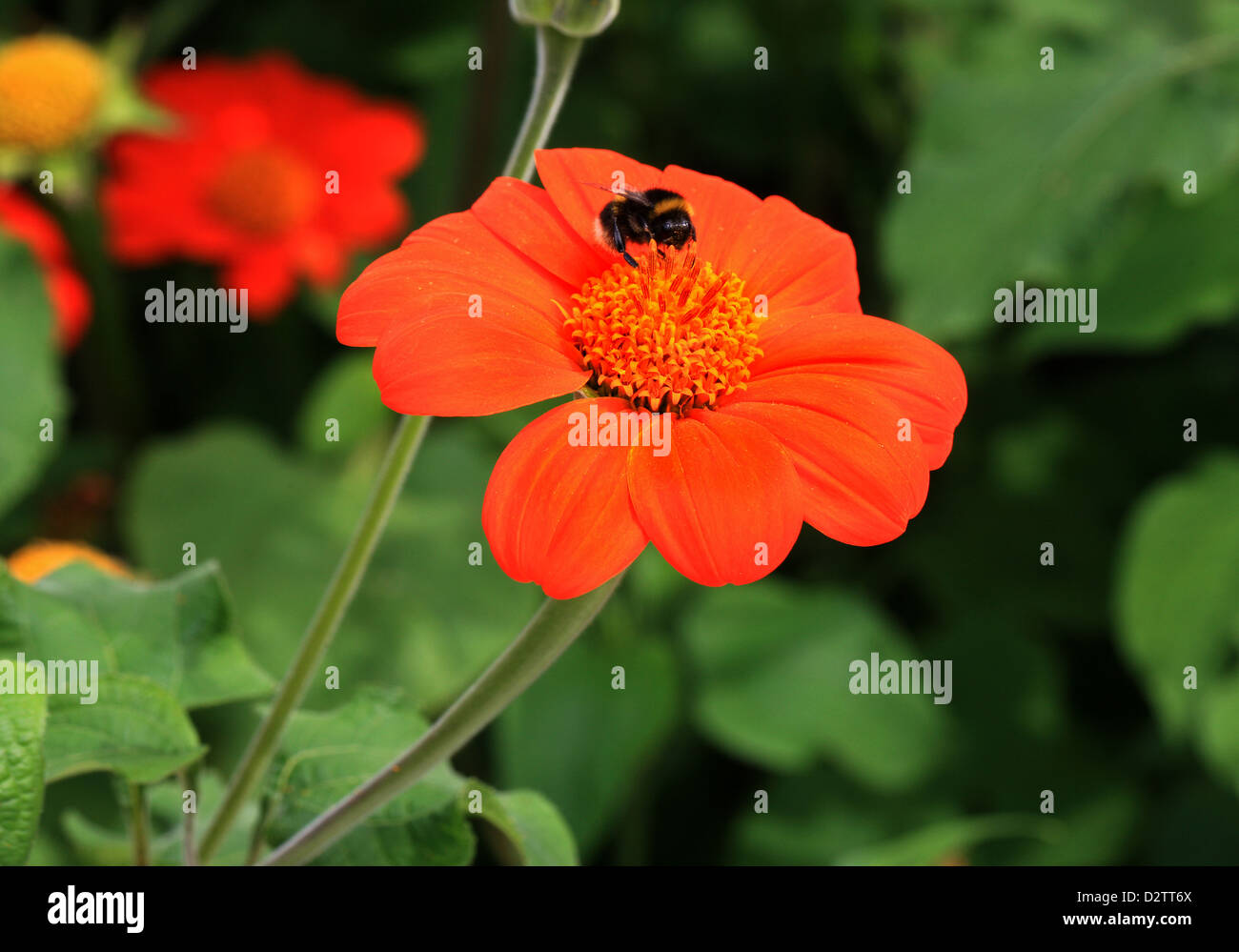 Mexican Sunflower, Clavel De Muerto, Mexican-Sunflower, Red-Sunflower, Tithonia rotundifolia, Asteraceae. Mexico. Stock Photo