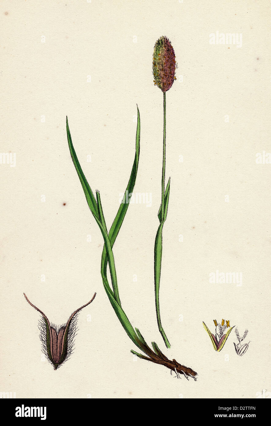 Phleum alpinum; Alpine Timothy-grass Stock Photo