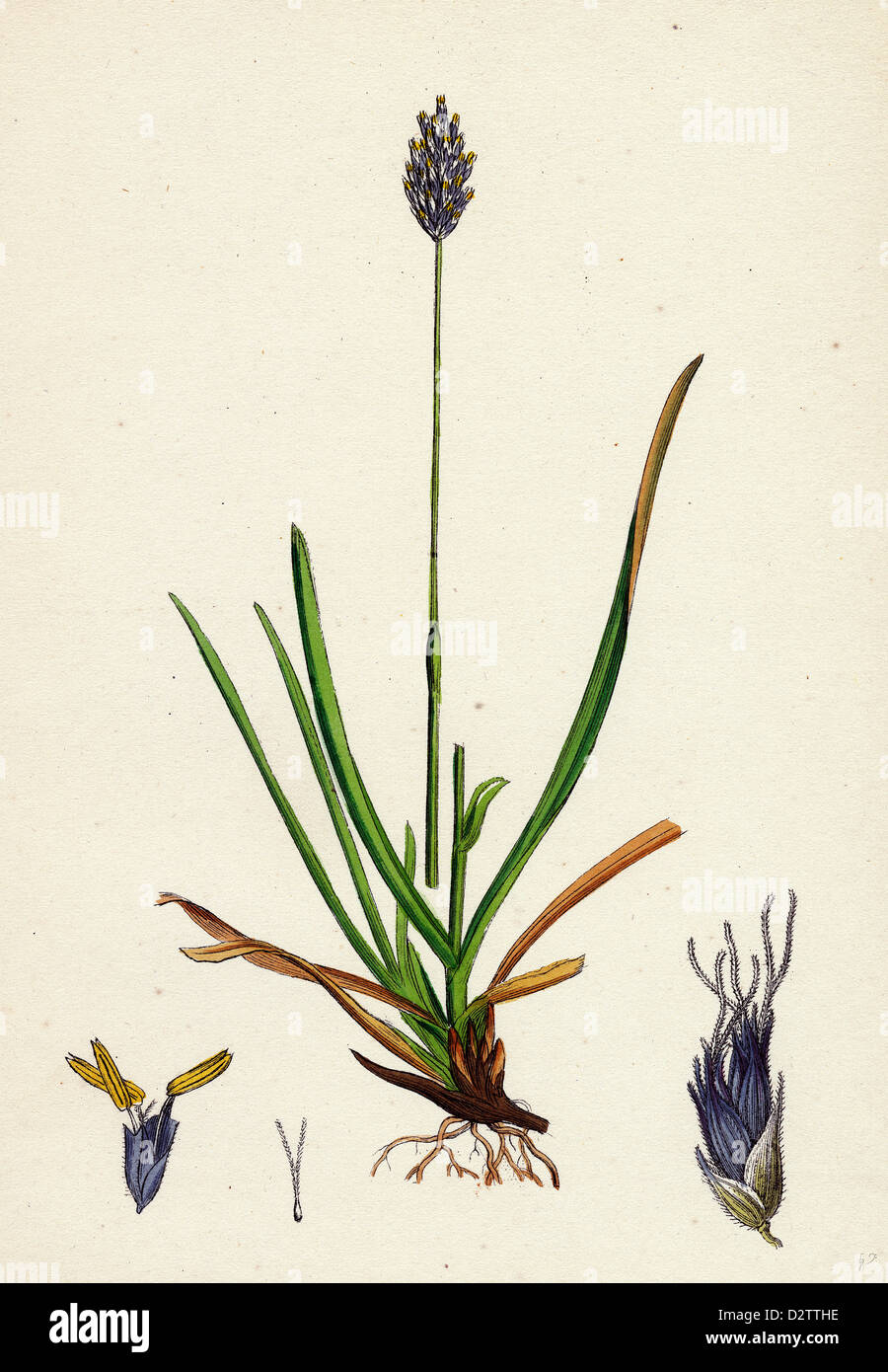 Sesleria caerulea; Blue Moor-grass Stock Photo