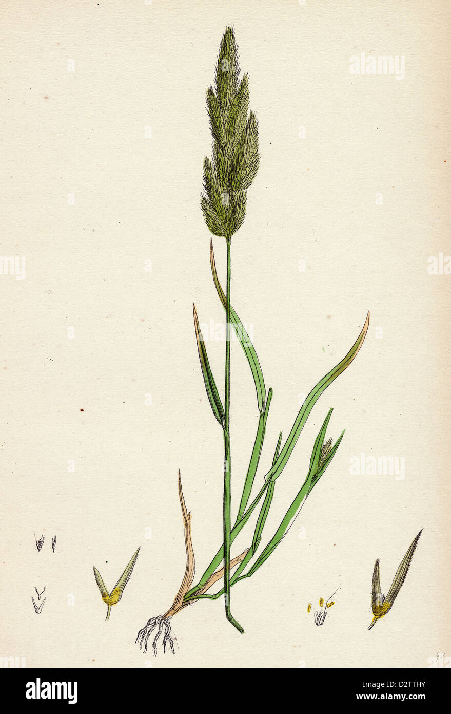 Gastridium lendigerum Awned Nit-grass Stock Photo