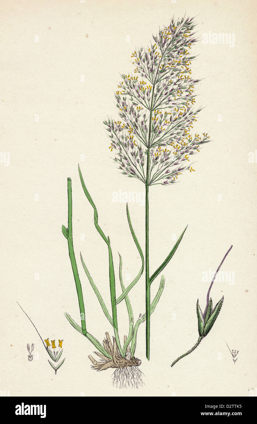 Agrostis Spicaventi Spreading Silky Bentgrass Stock Photo Alamy