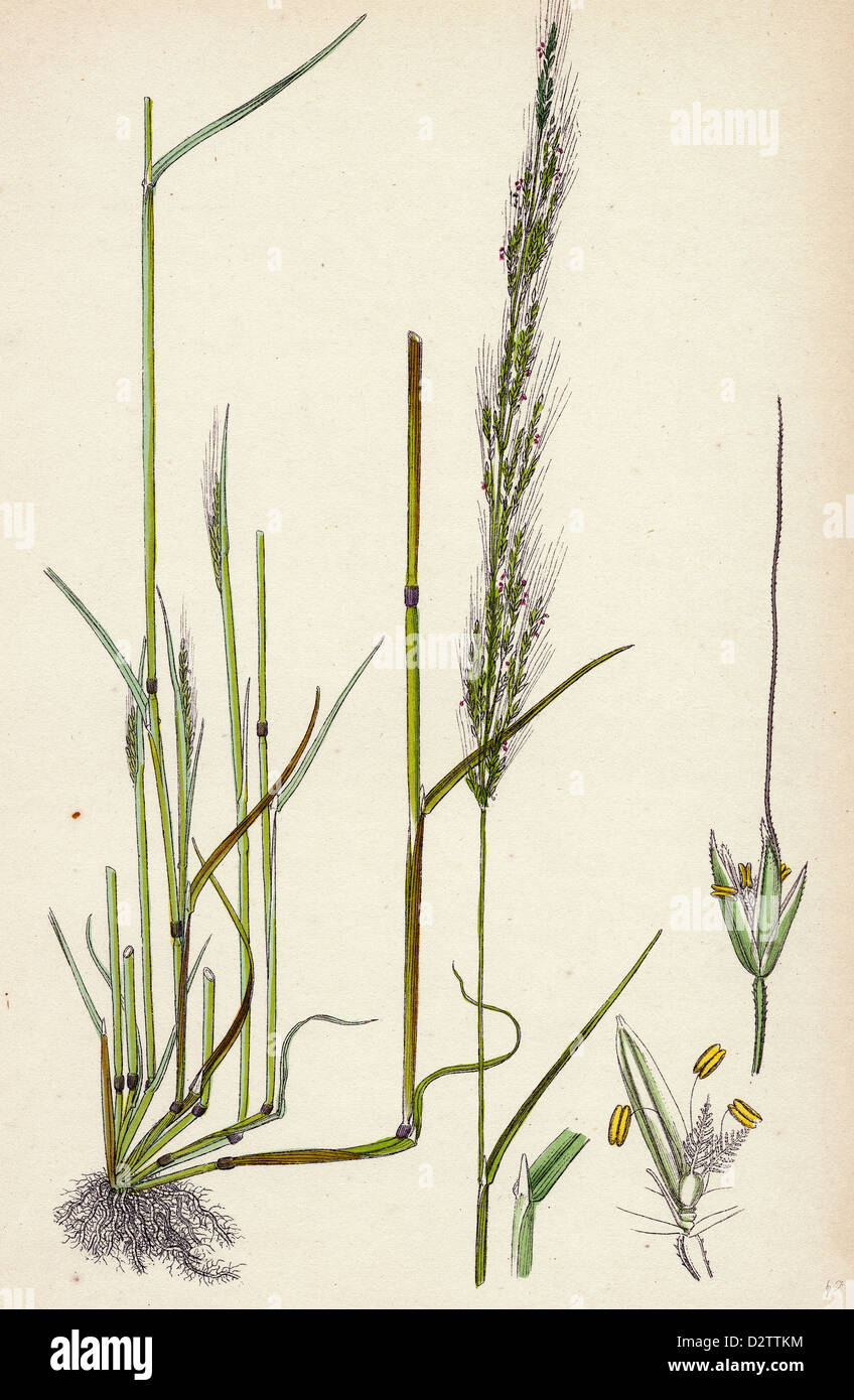 Agrostis interrupta Dense-flowered Silky Bent-grass Stock Photo