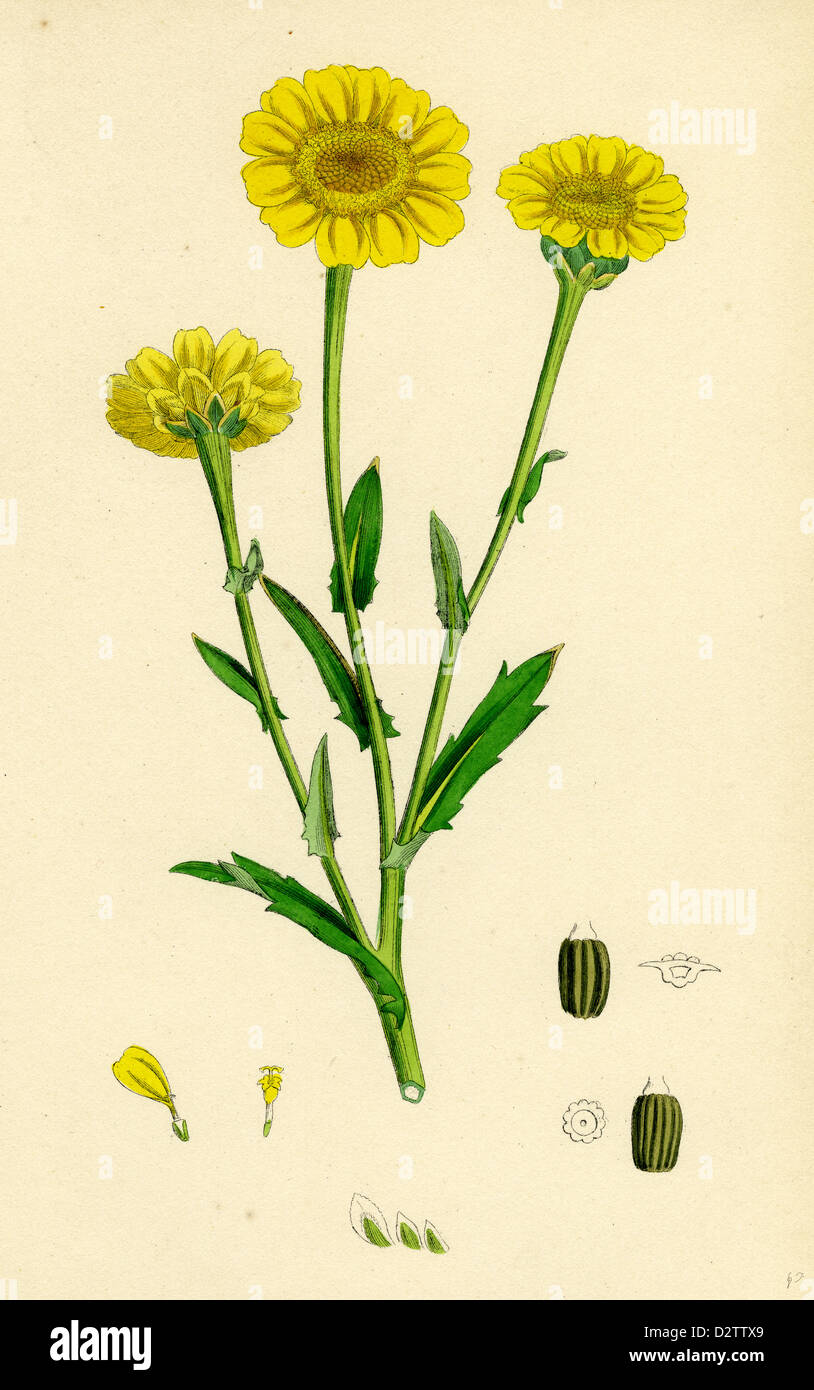 Chrysanthemum segetum; Corn Marigold Stock Photo
