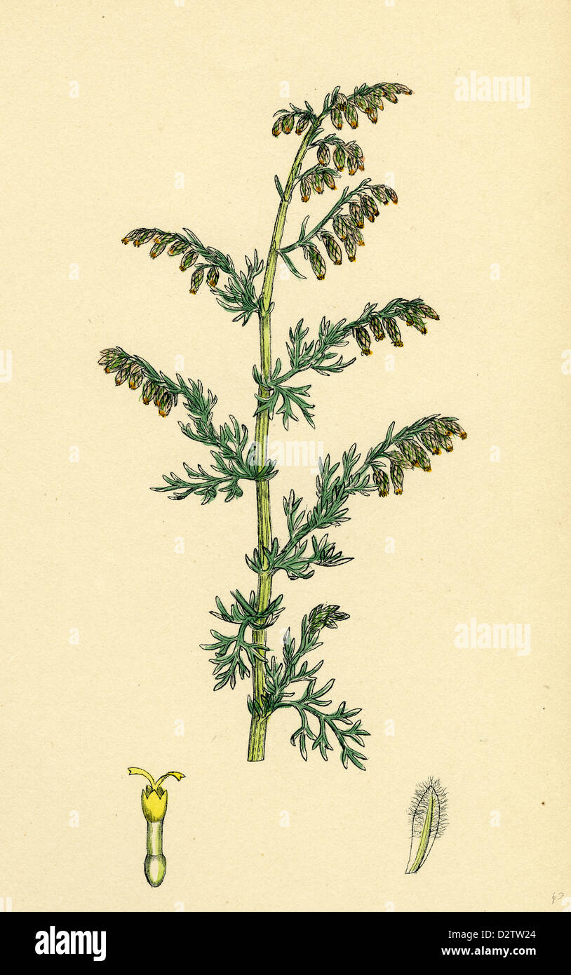 Artemisia maritima, var. genuina; Sea Wormwood, var. a. Stock Photo