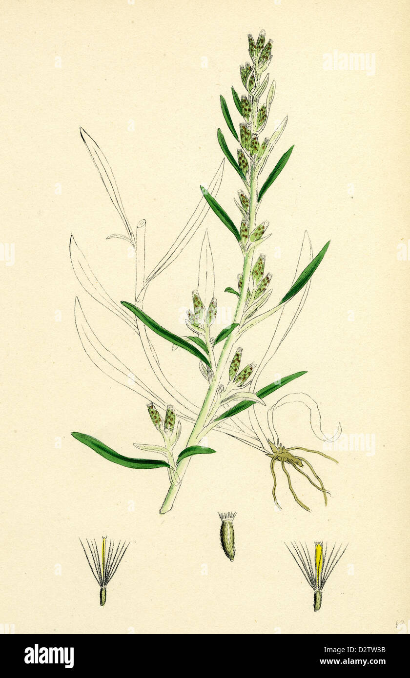 Gnaphalium sylvaticum; Upright Cudweed Stock Photo