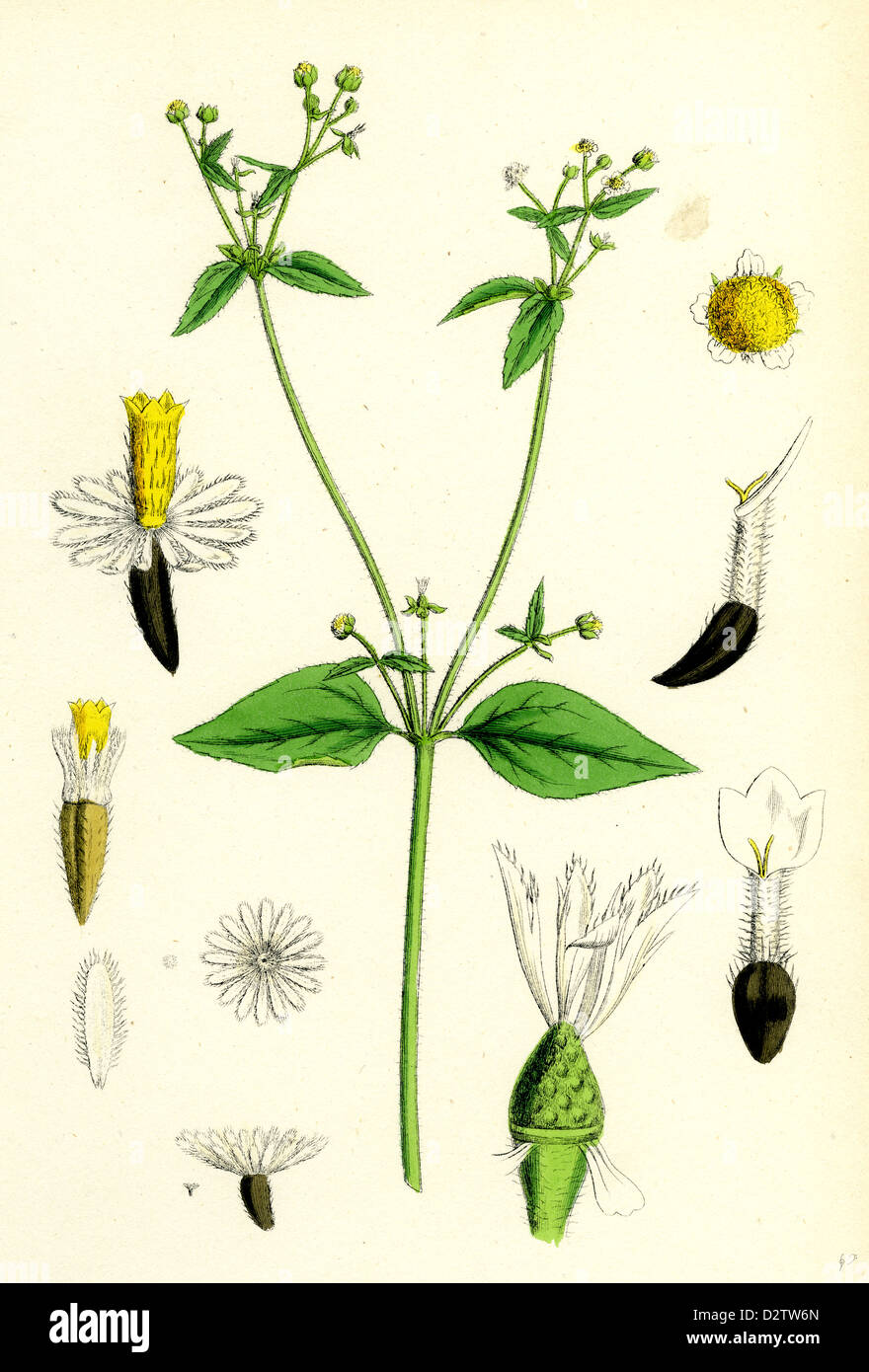Galinsoga parviflora; Small-flowered Galinsoga Stock Photo