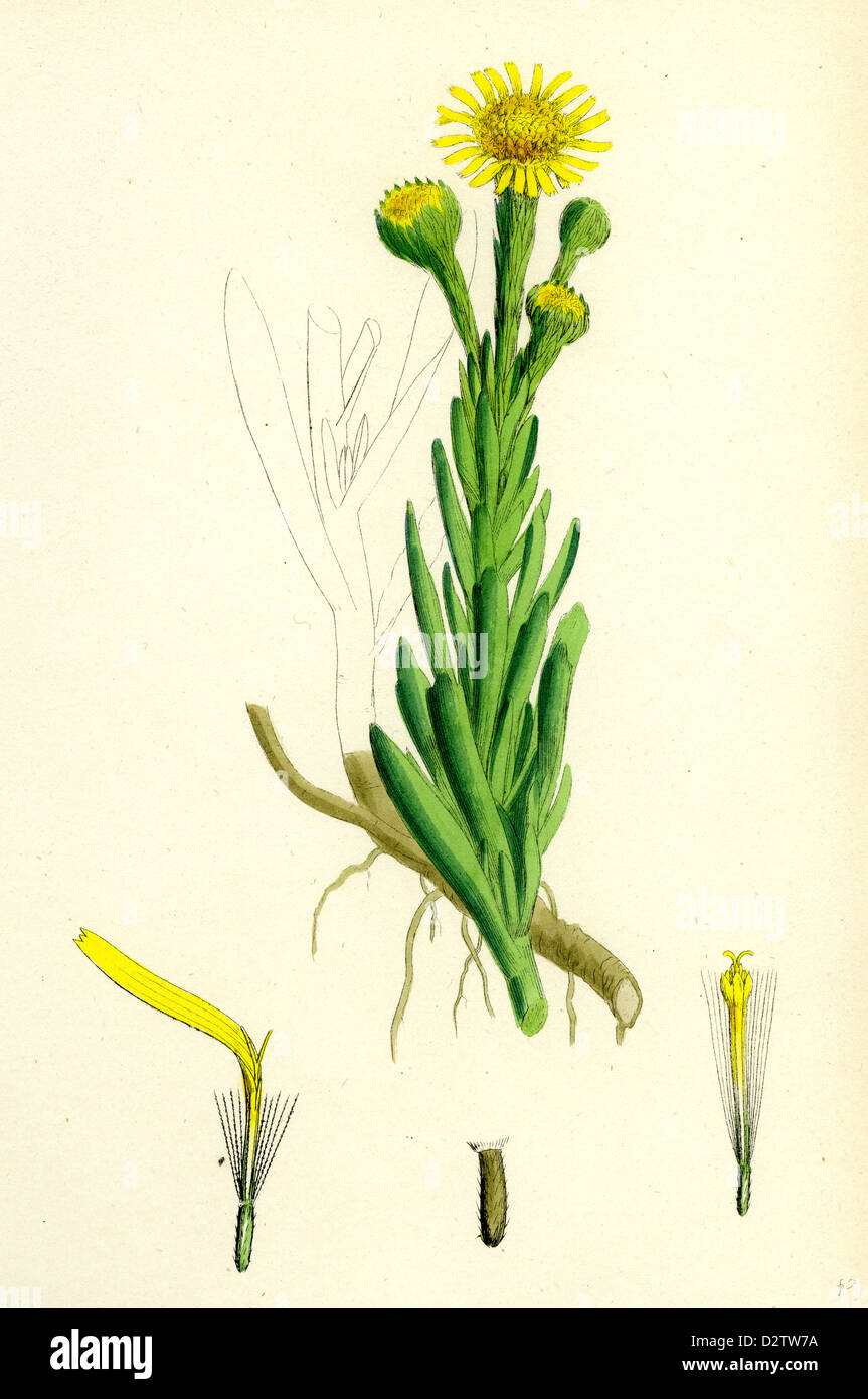 Inula crithmoides; Golden Samphire Stock Photo