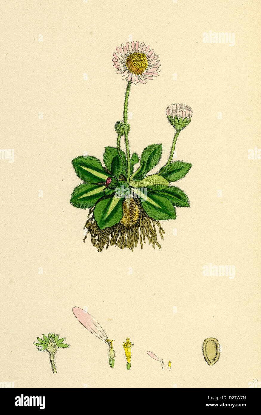 Bellis perennis; Common Daisy Stock Photo