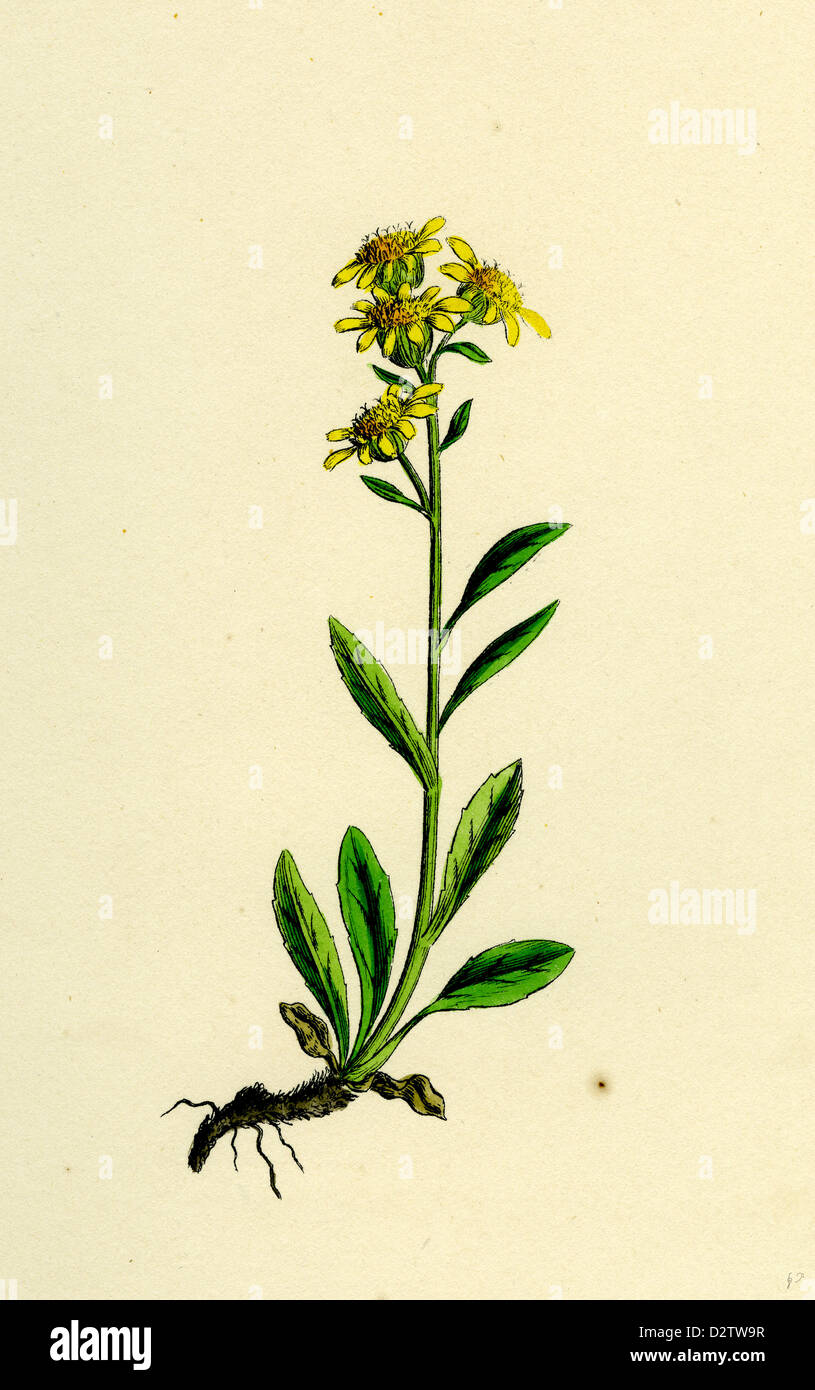 Solidago Virga-aurea, var. Cambrica; Common Golden-rod, var. y. Stock Photo