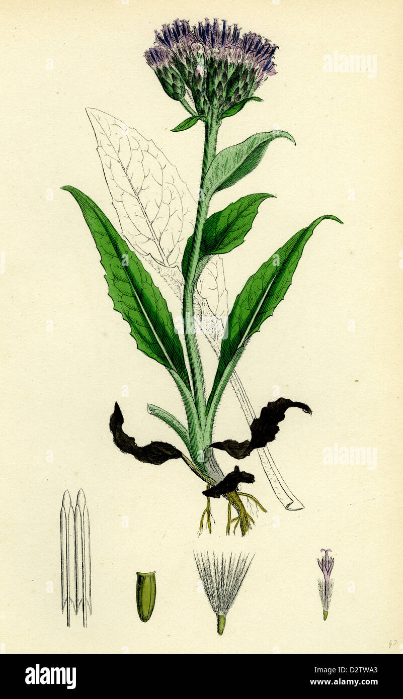Saussurea alpina; Alpine Saussurea Stock Photo