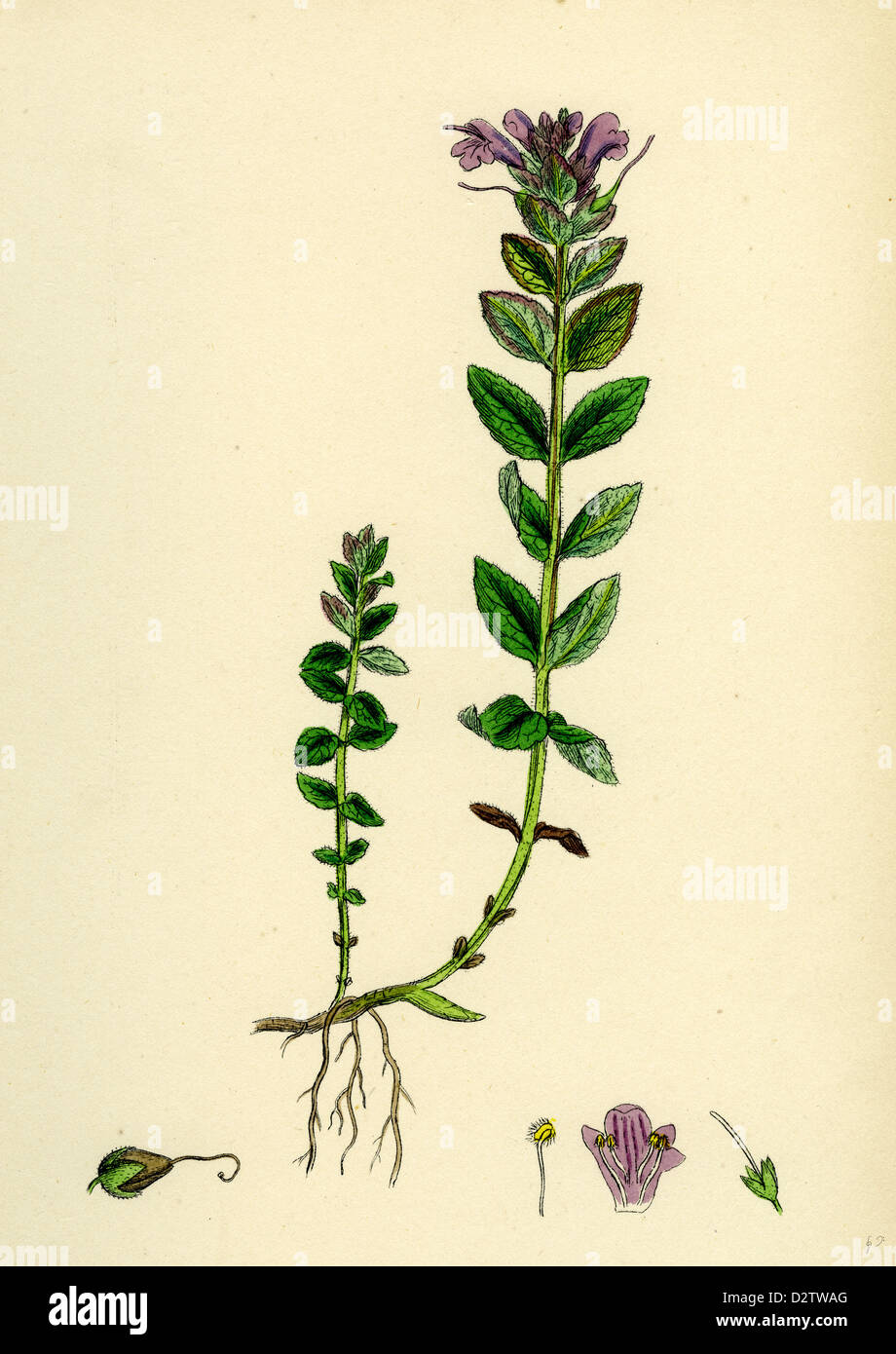 Bartsia alpina; Alpine Bartsia Stock Photo
