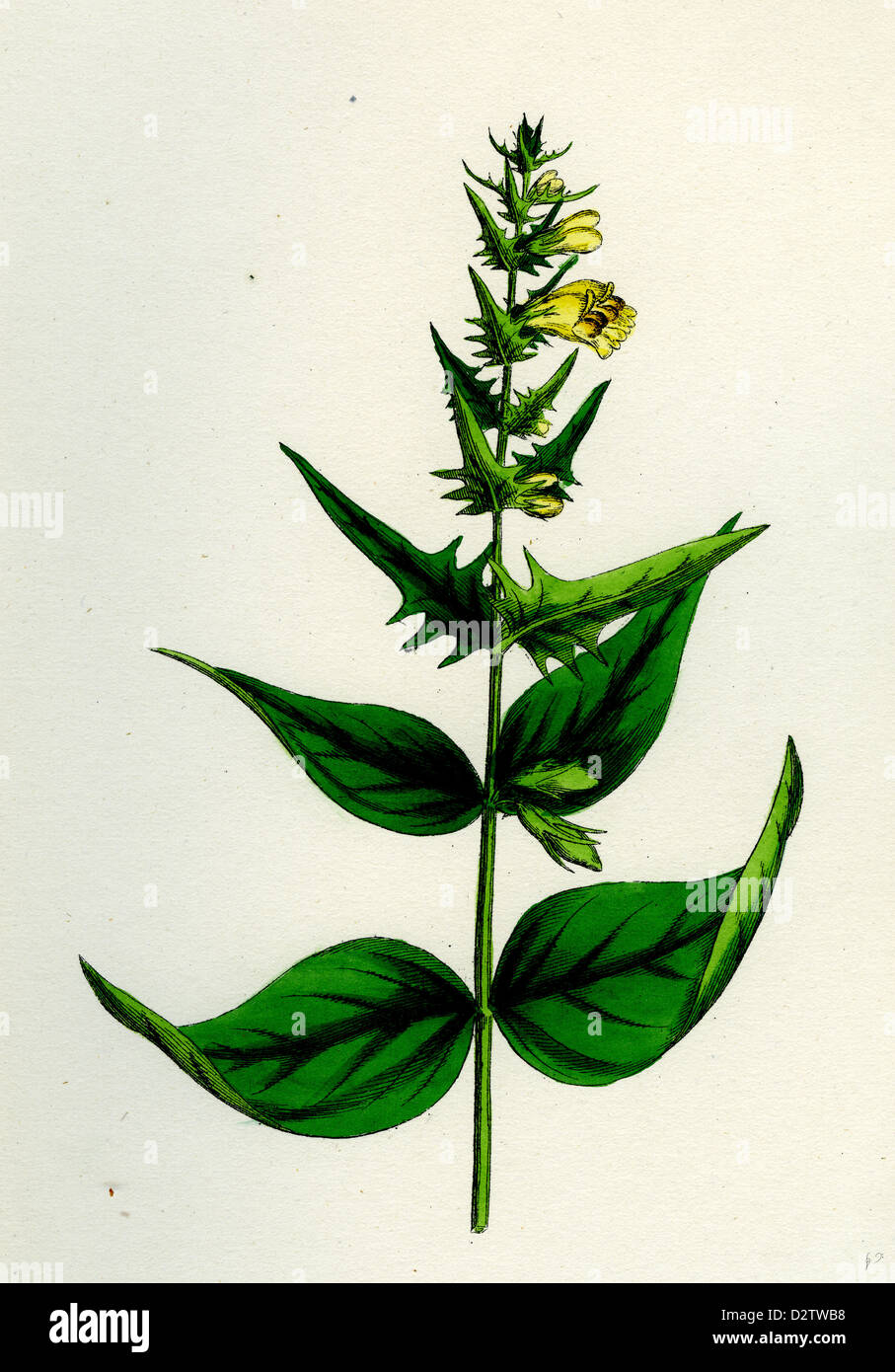 Melampyrum pratense, var. latifolium; Common Cow-wheat, var. a. Stock Photo