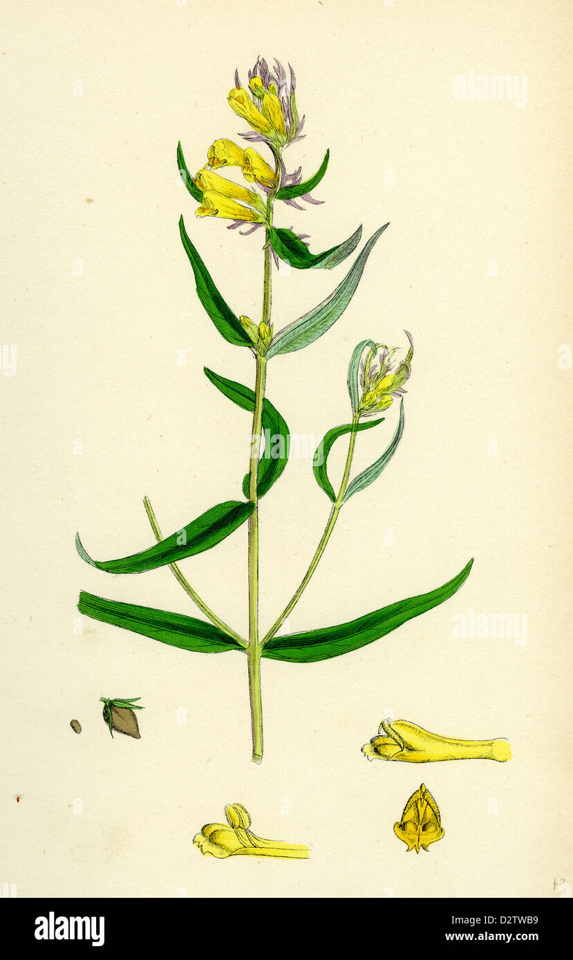 Melampyrum pratense var. vulgare Common Cow-wheat var. B. Stock Photo
