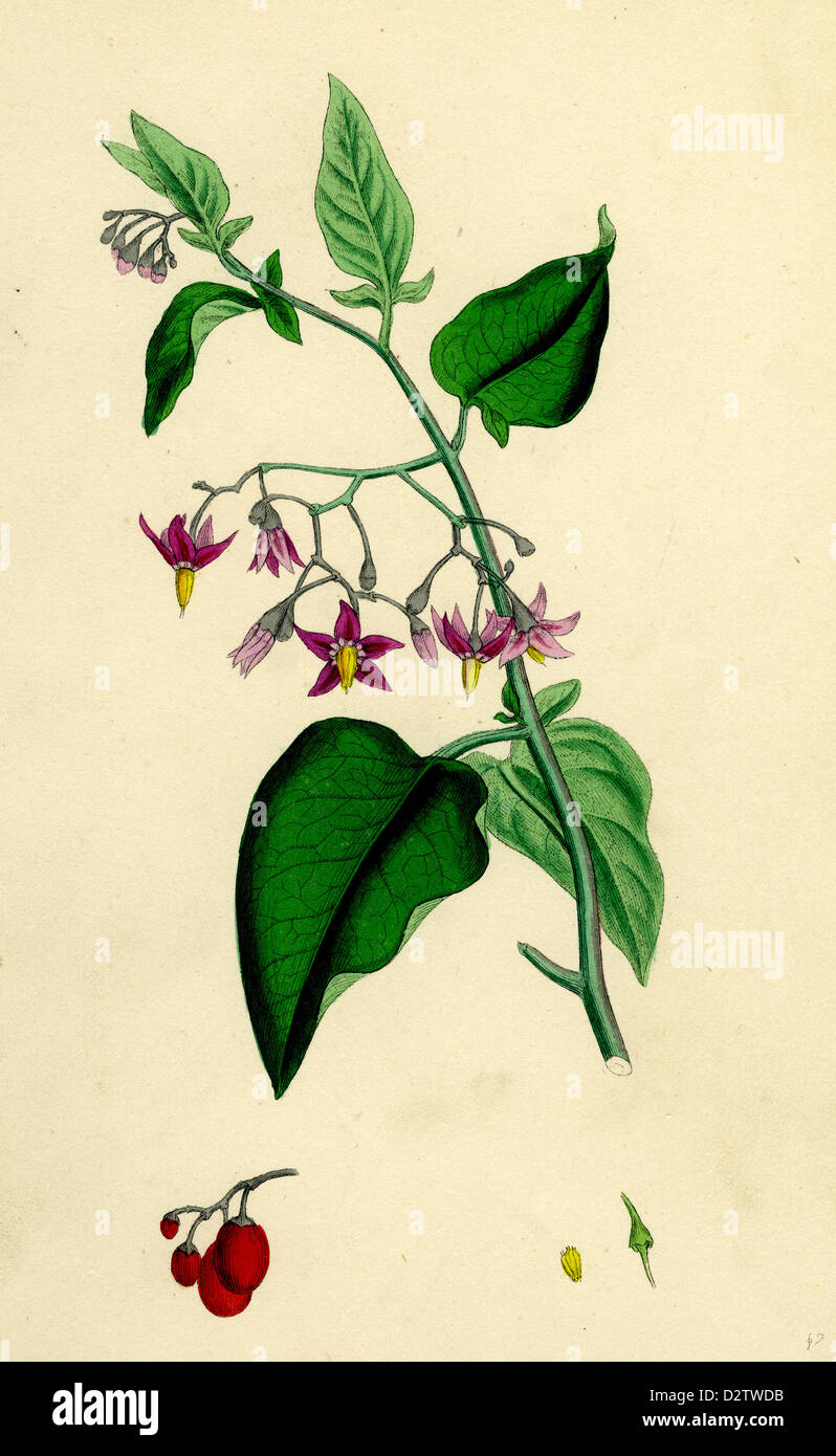 Solanum Dulcamara Woody Nightshade Stock Photo Alamy
