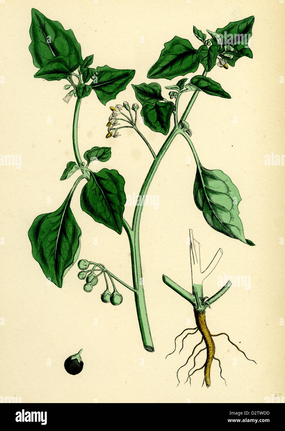 Solanum nigrum var. a Black Nightshade Stock Photo - Alamy
