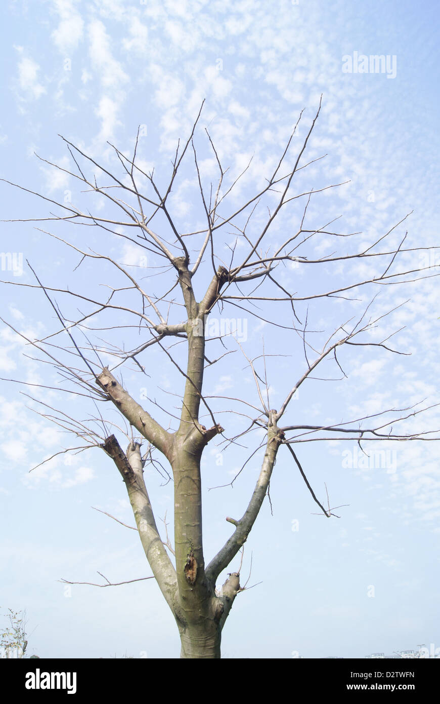 Under the blue sky white cloud of trees Stock Photo - Alamy
