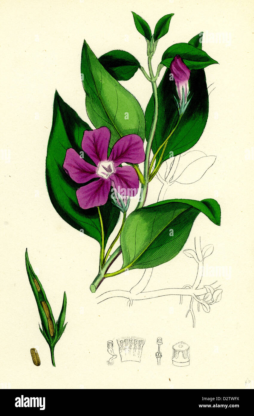 Botanical illustration periwinkle hires stock photography and images
