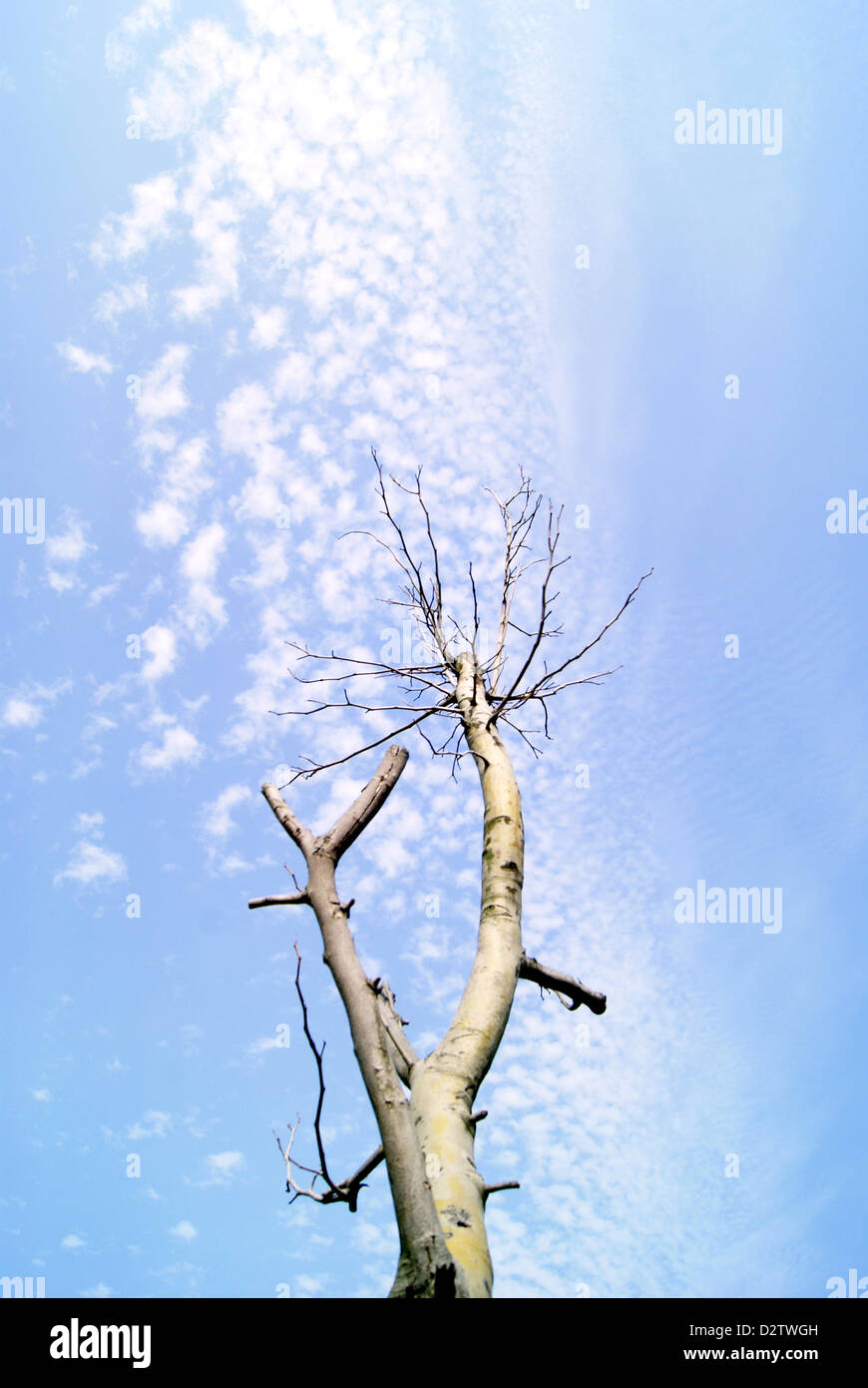 Under the blue sky white cloud of trees Stock Photo - Alamy