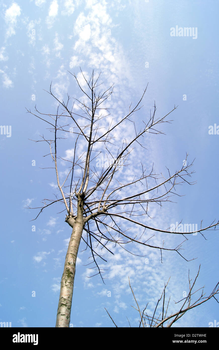 Under the blue sky white cloud of trees Stock Photo - Alamy