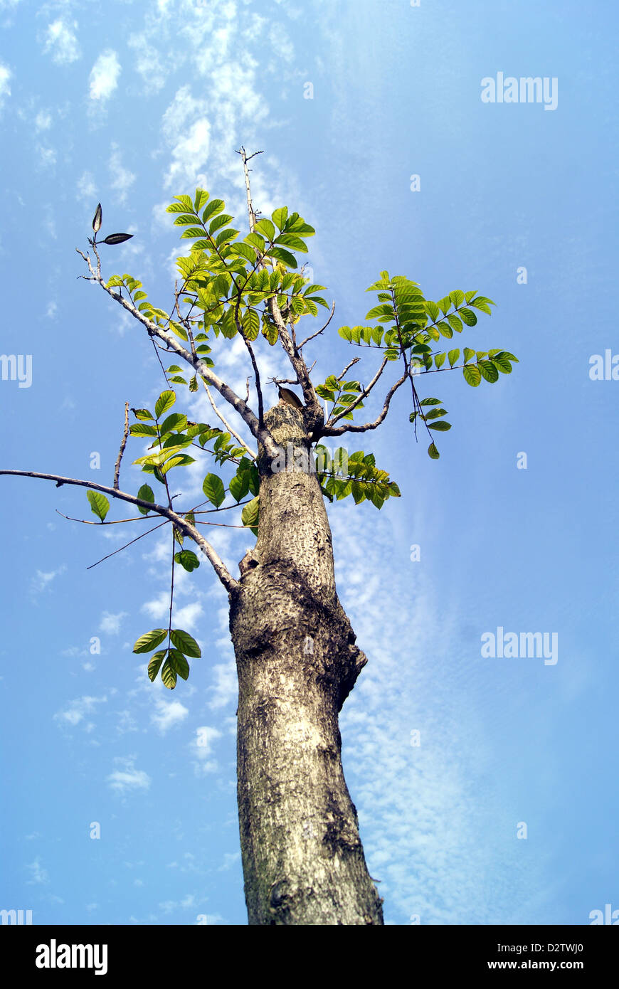 Under the blue sky white cloud of trees Stock Photo - Alamy