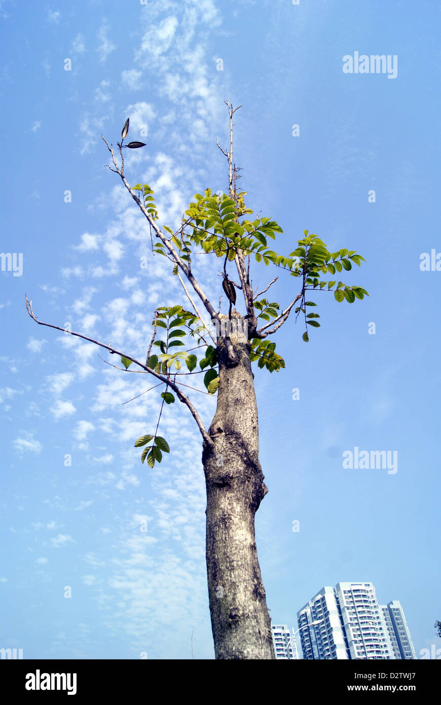 Under the blue sky white cloud of trees Stock Photo - Alamy