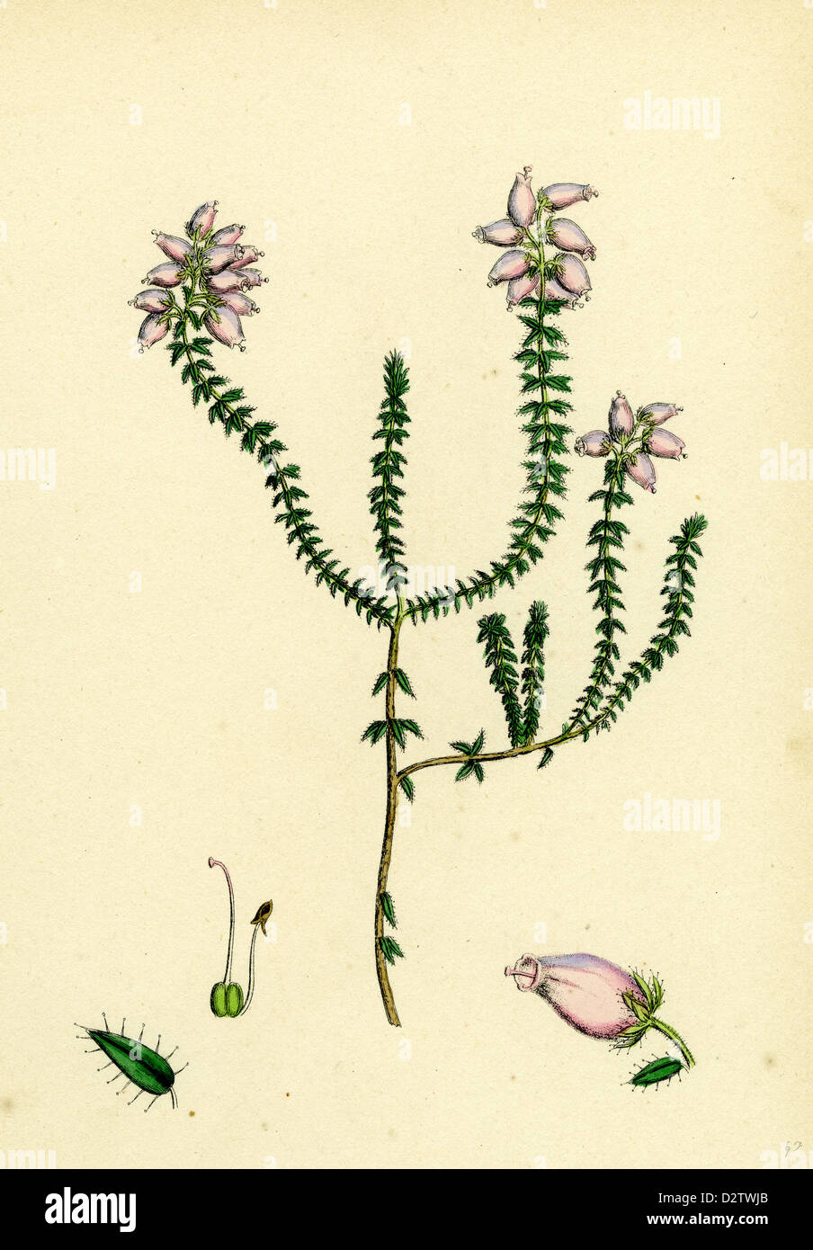Erica Tetralici-ciliaris Hybrid between Fringed-leaved and Cross-leaved Heaths Stock Photo