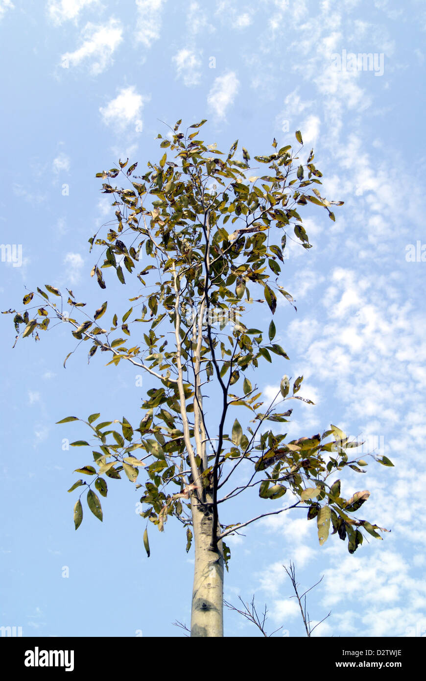 Under the blue sky white cloud of trees Stock Photo - Alamy