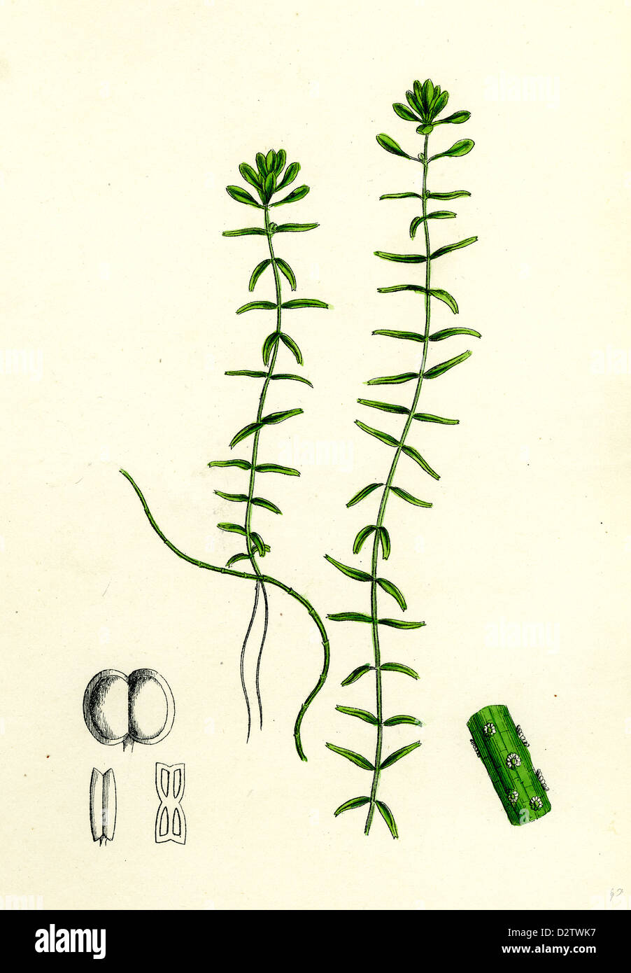 Callitriche hamulata Hooked Water Starwort Stock Photo