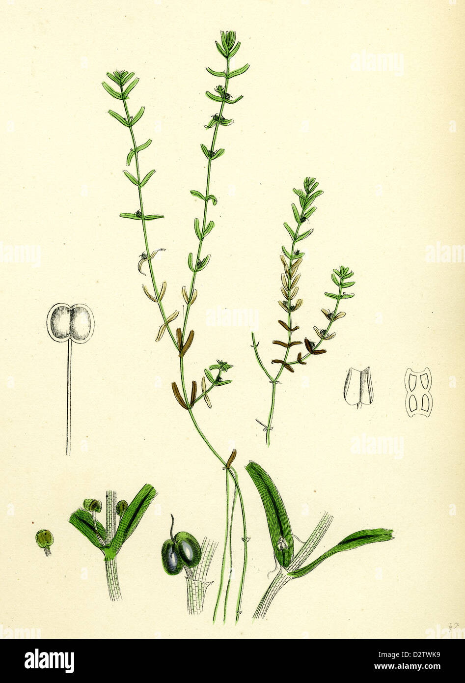 Callitriche pedunculata Pedunculated Water Starwort Stock Photo