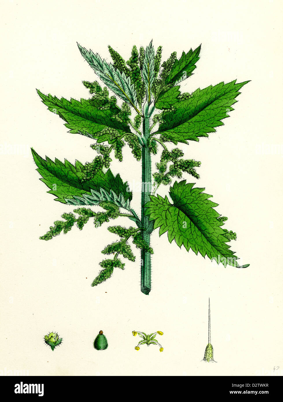 Urtica dioica Common Nettle Stock Photo