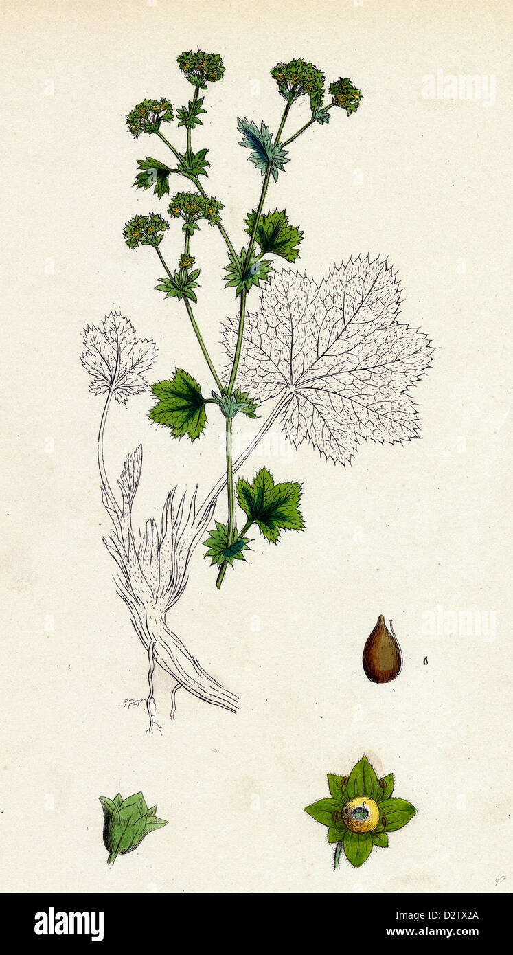 Alchemilla vulgaris; Common Lady's-Mantle Stock Photo