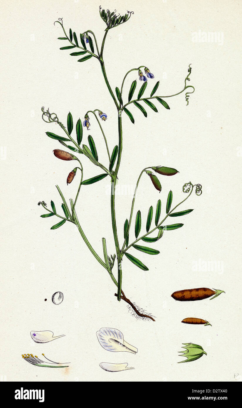Vicia tetrasperma; Four-seeded Slender Tare Stock Photo