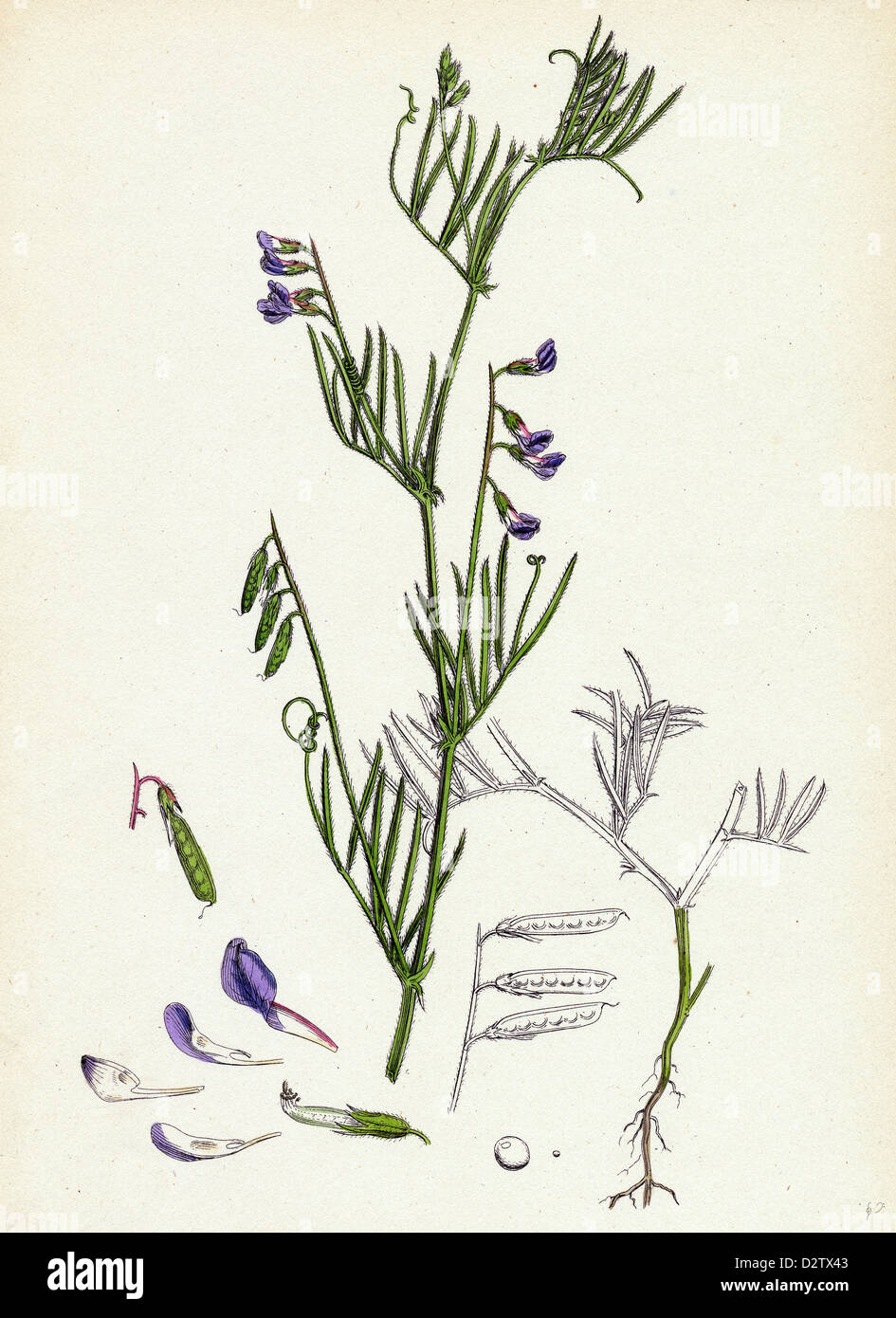 Vicia gracilis; Many-seeded Slender Tare Stock Photo