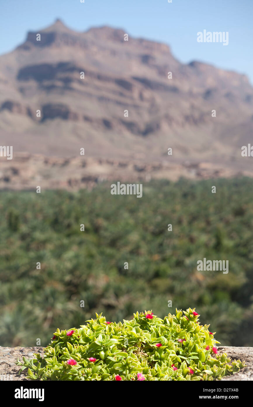 Vertical shot of Gebel Kissane  in the Agdz region, Zagora Province, of Morocco, North Africa with foreground flowers in focus Stock Photo