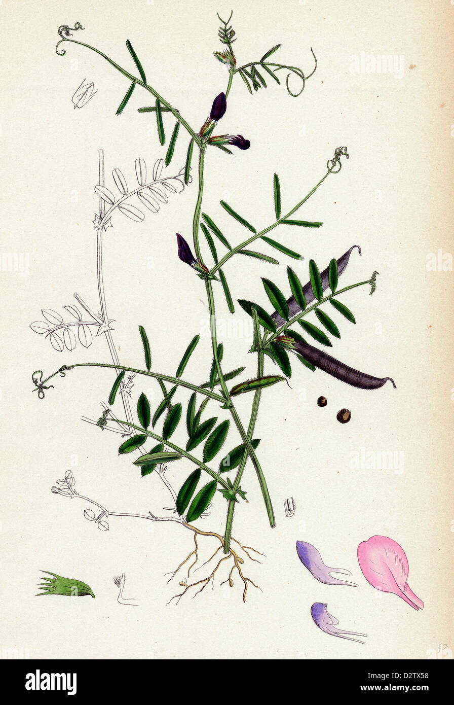 Vicia angustifolia var. a segetalis Common Wild Vetch var. a. Stock Photo