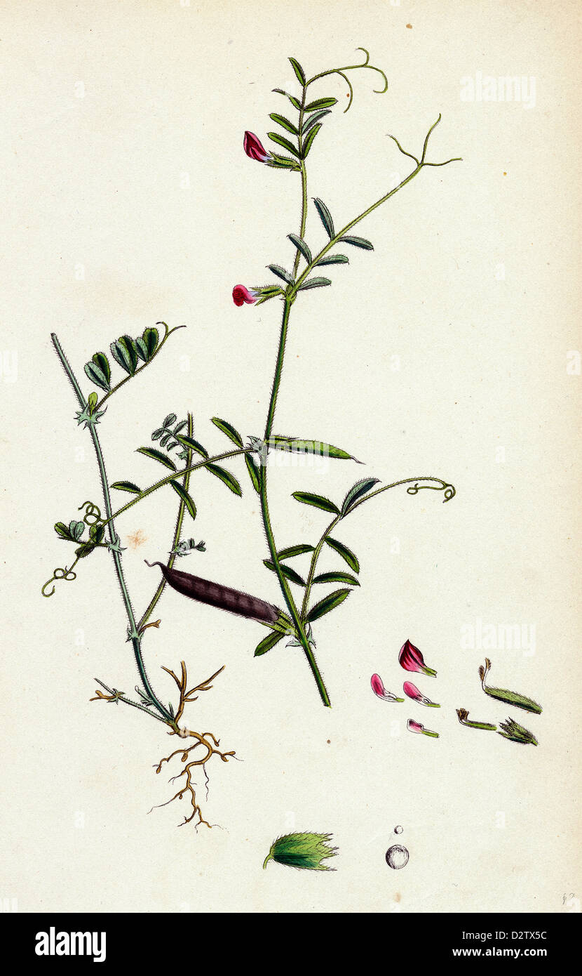 Vicia angustifolia var. B Bobartii Common Wild Vetch var. B. Stock Photo