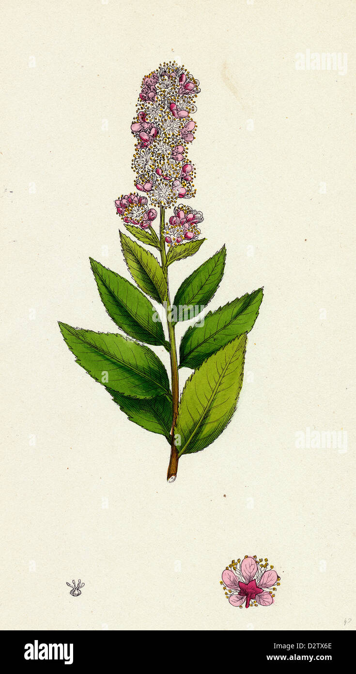 Spiraea salicifolia; Willow-leaved Spiraea Stock Photo