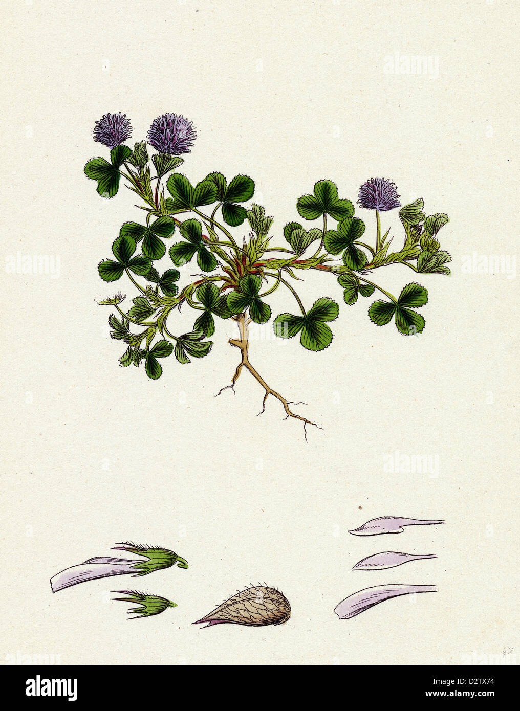 Trifolium resupinatum; Reversed-flowered Trefoil Stock Photo