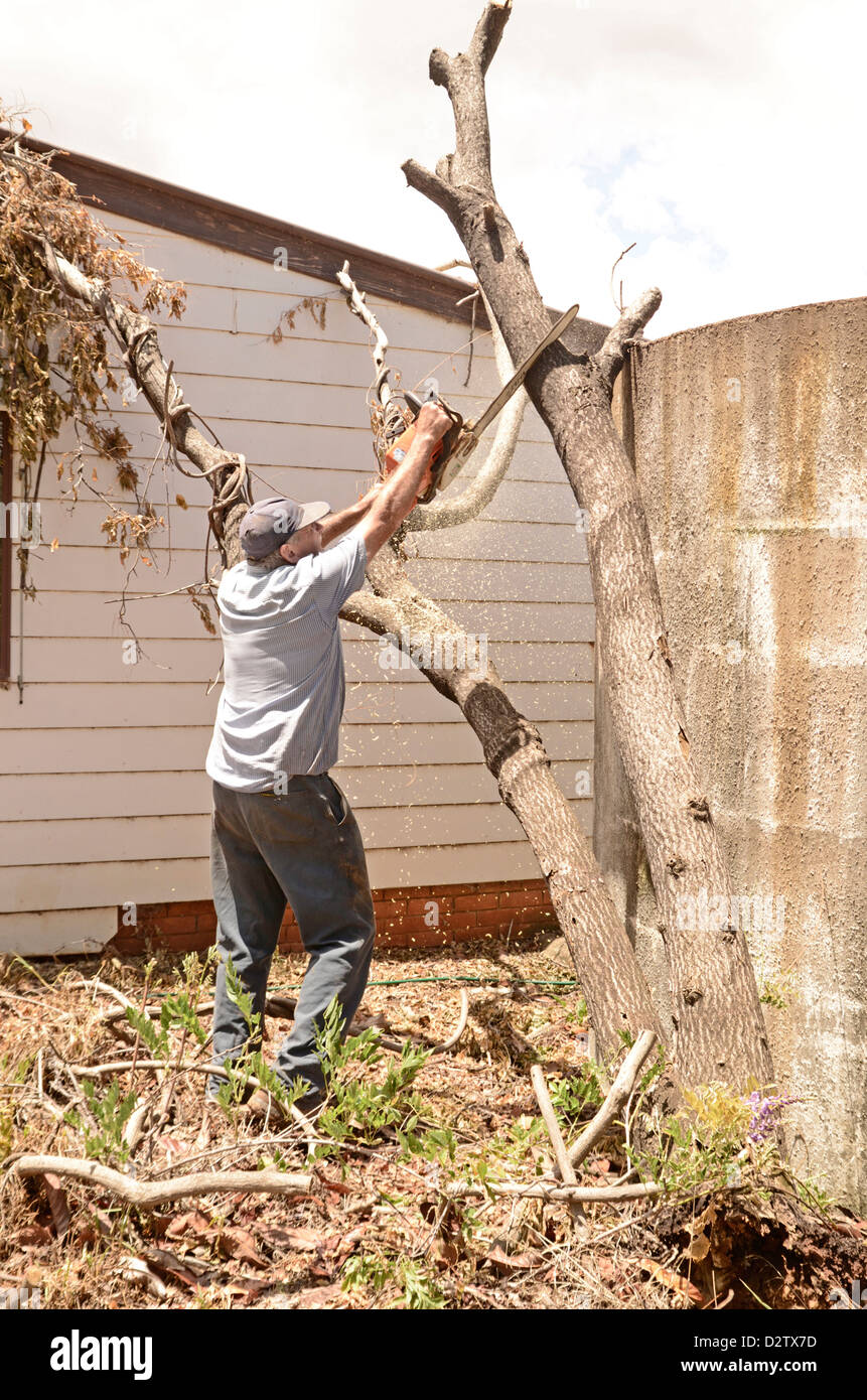 Man cutting fallen tree with chainsaw Stock Photo Alamy