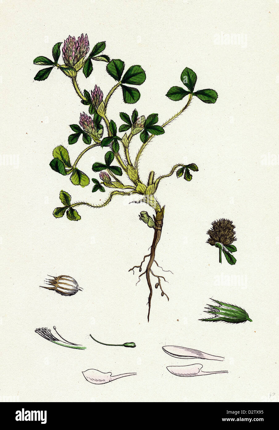 Trifolium striatum; Soft Knotted Trefoil Stock Photo